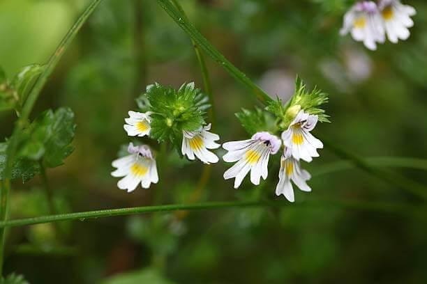 Eyebright_001